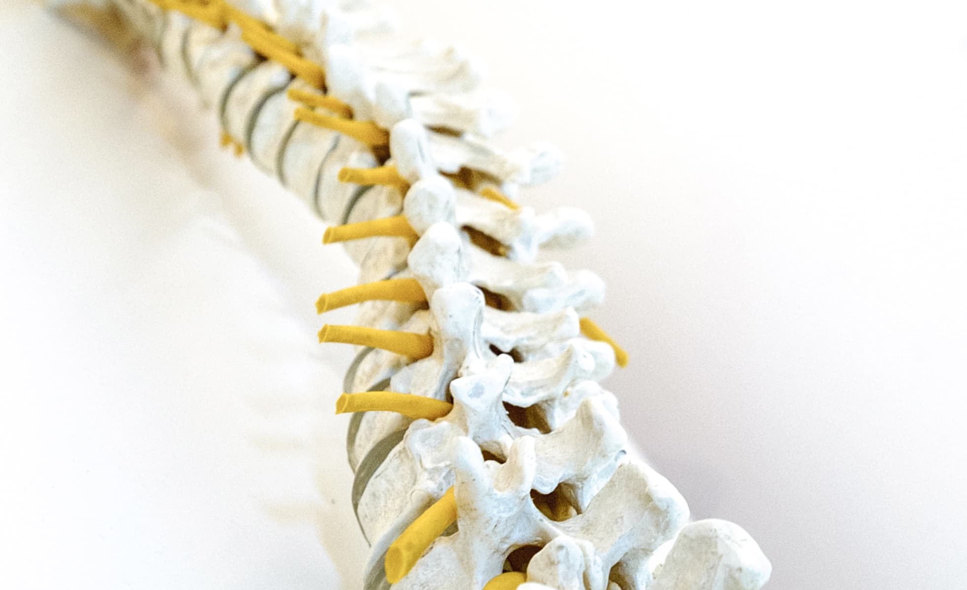 Modell menschliche Wirbelsäule Detailansicht